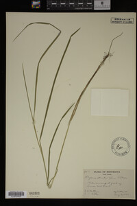 Glyceria striata image