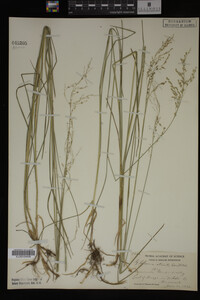 Glyceria striata image