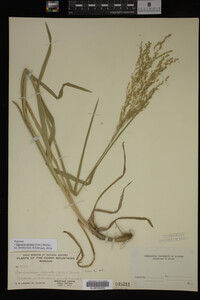 Glyceria striata image