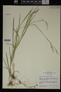 Glyceria striata image