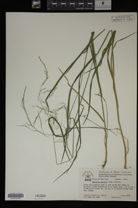 Glyceria striata image