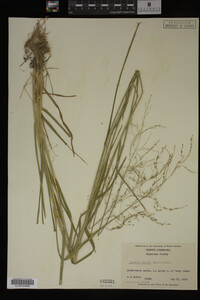 Glyceria striata image