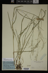Glyceria striata image