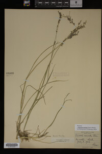 Glyceria striata image