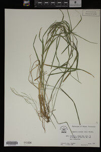 Glyceria striata image