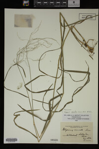 Glyceria striata image
