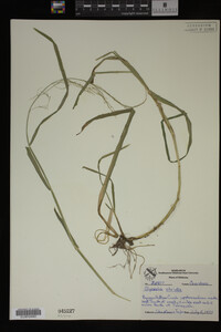Glyceria striata image