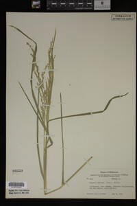 Glyceria striata image