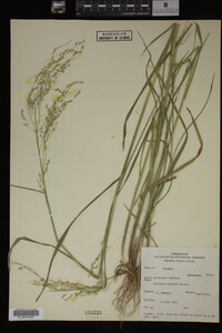 Glyceria striata image