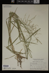 Glyceria striata image