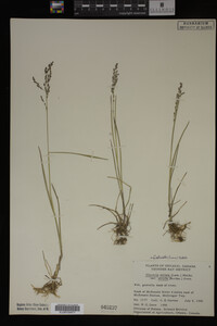 Glyceria striata image