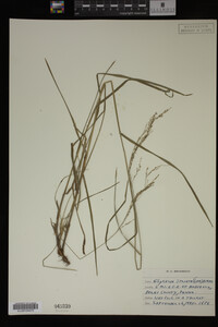Glyceria striata image
