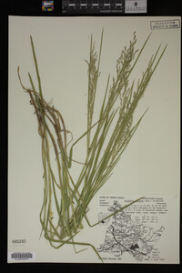 Glyceria striata image