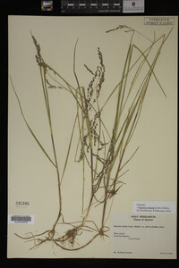 Glyceria striata image