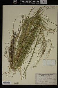 Glyceria striata image