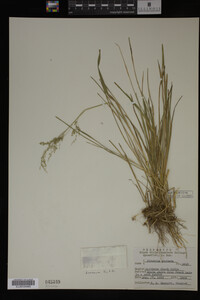 Glyceria striata image