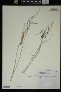 Glyceria striata image