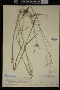 Glyceria striata image