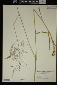 Glyceria striata image