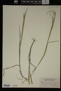 Glyceria striata image