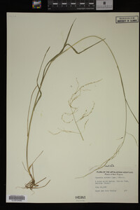 Glyceria striata image