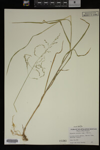 Glyceria striata image