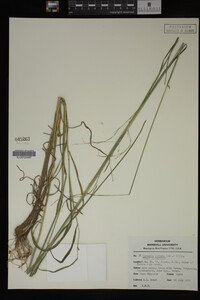 Glyceria striata image