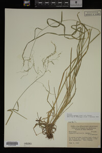Glyceria striata image