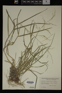 Glyceria striata image