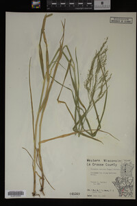 Glyceria striata image