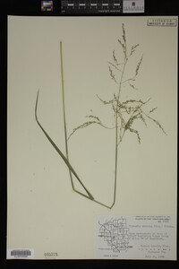 Glyceria striata image