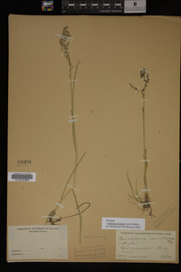 Glyceria striata image