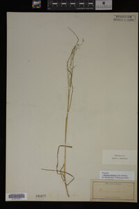 Glyceria striata image