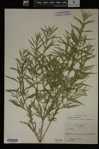 Image Associated With the Occurrence