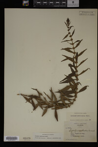Image Associated With the Occurrence