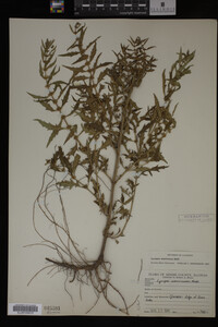 Image Associated With the Occurrence