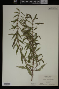 Image Associated With the Occurrence