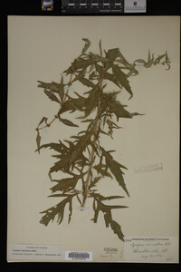 Image Associated With the Occurrence