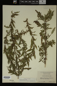Image Associated With the Occurrence