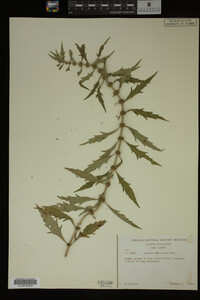 Image Associated With the Occurrence