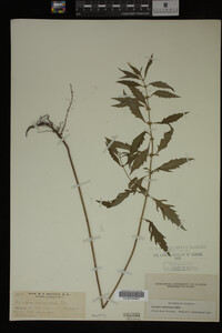 Image Associated With the Occurrence