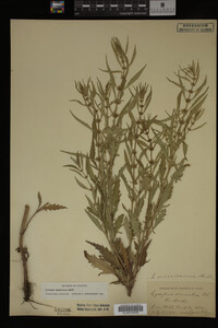Image Associated With the Occurrence