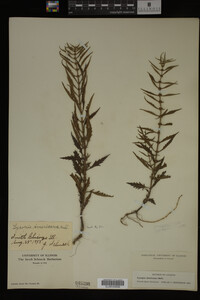 Image Associated With the Occurrence