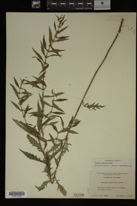 Image Associated With the Occurrence