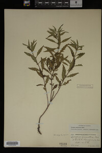 Image Associated With the Occurrence