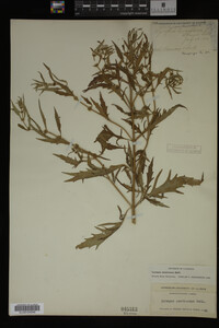 Image Associated With the Occurrence