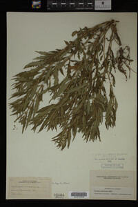 Image Associated With the Occurrence