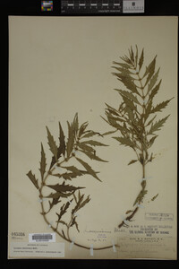 Image Associated With the Occurrence