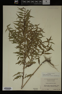Image Associated With the Occurrence