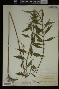 Image Associated With the Occurrence